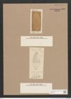 Navicula sp. (de-Toni-Nr.: Genus 1) Zeichnungen Sammlung Grunow Nr. 1580 (NHMW-BOT-W0368115)